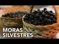 Recogiendo moras silvestres  permaculture in galicia