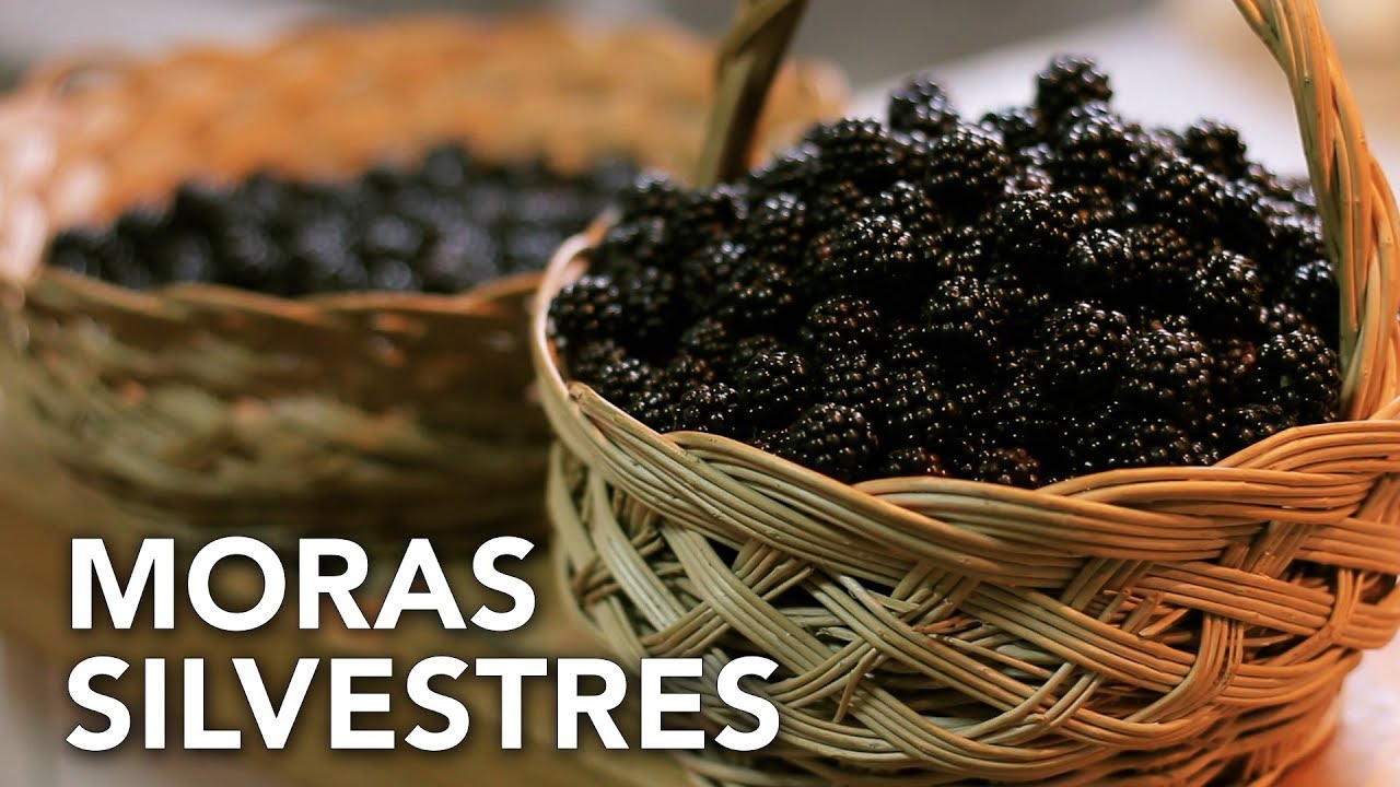 Recogiendo moras silvestres | Permaculture in Galicia