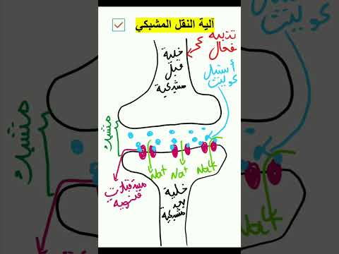 متهي آلية النقل المشبكي وكيف يتثبت الاستيل كولين علوم بكالوريا الجزائر  بكالوريا2023
