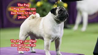 Pug Dog Origin - Characteristics - Living Conditions - Health And Care The Pug, Dog Pug