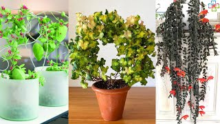 16 Cool Indoor Vines and Climbers People Usually Don’t Grow screenshot 3