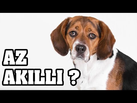 Video: Kerry Beagle Köpek Irkı Hipoalerjenik, Sağlık Ve Ömrü