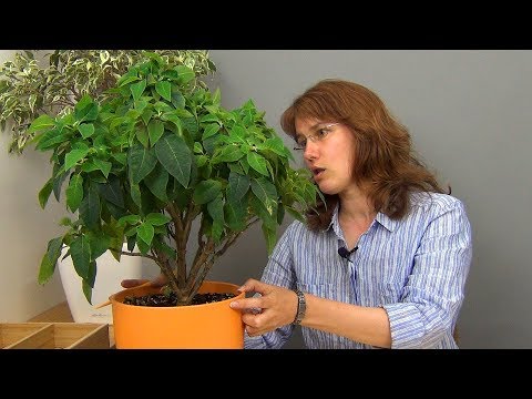 Видео: Редкий сорт Euphorbia Pulcherrima оранжево-красного цвета 'Harvest Orange' демонстрирует бессмысленную мутацию в аллеле флавоноид-3'-гидроксилазы, экспрессированном