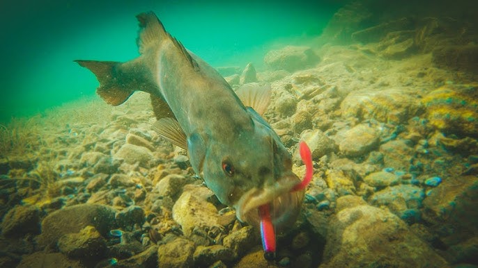 How To Catch Bass With Plastic Worms **Incredible Underwater