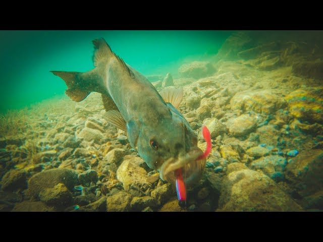 How To Catch Bass With Plastic Worms - Amazing Underwater Footage!! 
