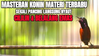 SUARA BURUNG KOLIBRI NINJA ISIAN CILILIN SAMBUNG BELALANG EMAS