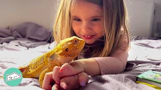 Friendly Beardie Does Zoomies And Reads Bedtime Stories With Little Sister Cuddle Buddies