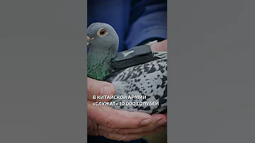 В китайской армии «служат» 10 000 голубей  - интересные факты о птицах