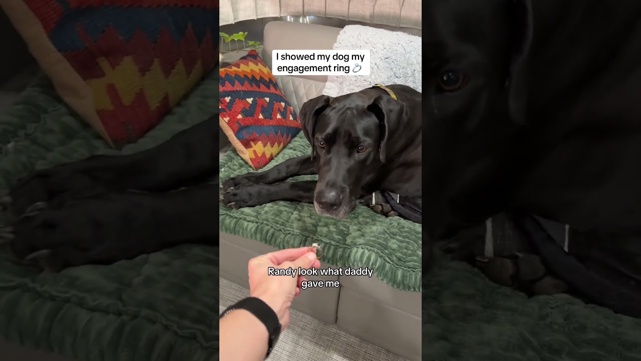 I Showed My Dog Engagement Ring 