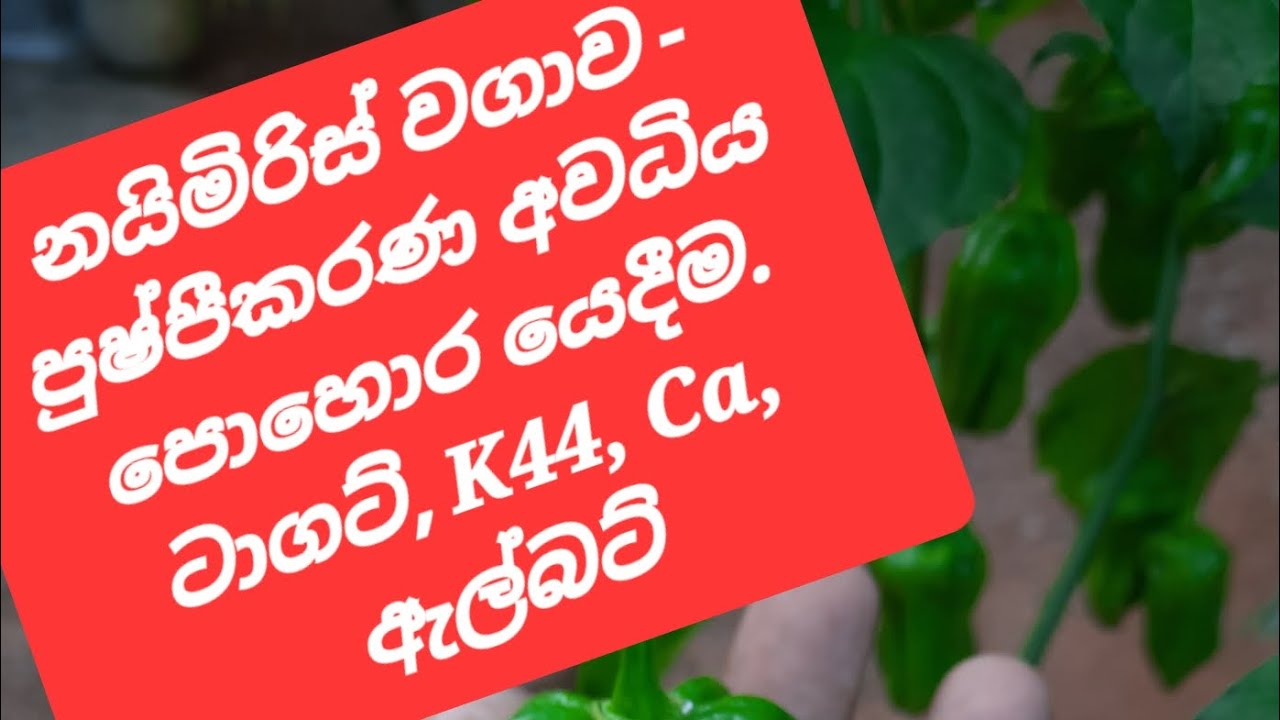 නයිමිරිස් කරල් හටගන්නා අවධියේ දී යාරමිලා ටාගට්, K44, කැල්සියම්, ඇල්බට් සොලියුෂන් පොහොර මෙලෙස යොදමු.