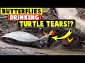 Butterflies drinking TURTLE TEARS!?