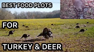 THE BEST FOOD PLOTS FOR TURKEY & DEER