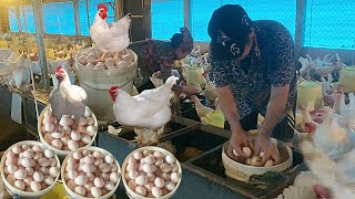 Harvesting Eggs Of The Old Farmer Couple - Farm And Country Life