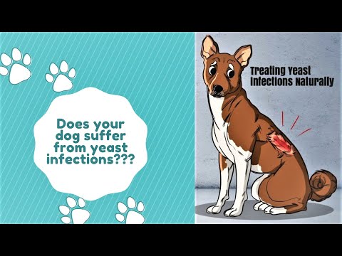Treating yeast infections naturally in your dog