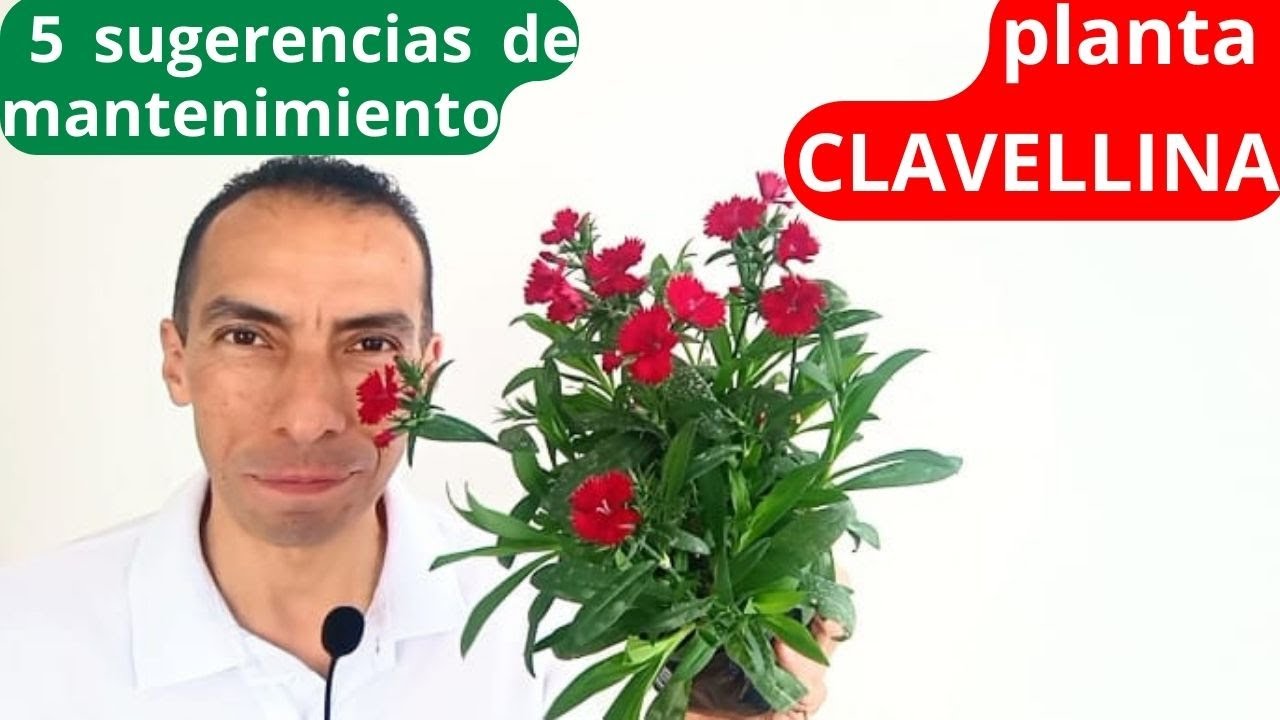 Cinco sugerencias para cuidar la planta CLAVELLINA