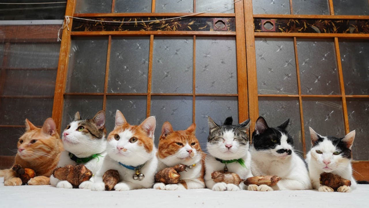 のせ猫 さくらんぼ のせ猫 250719 - YouTube