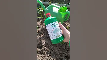 #Обработка Клубники Нашатырным Спиртом#