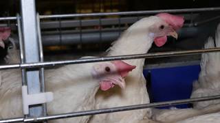 How to keep laying hens without beak trimming