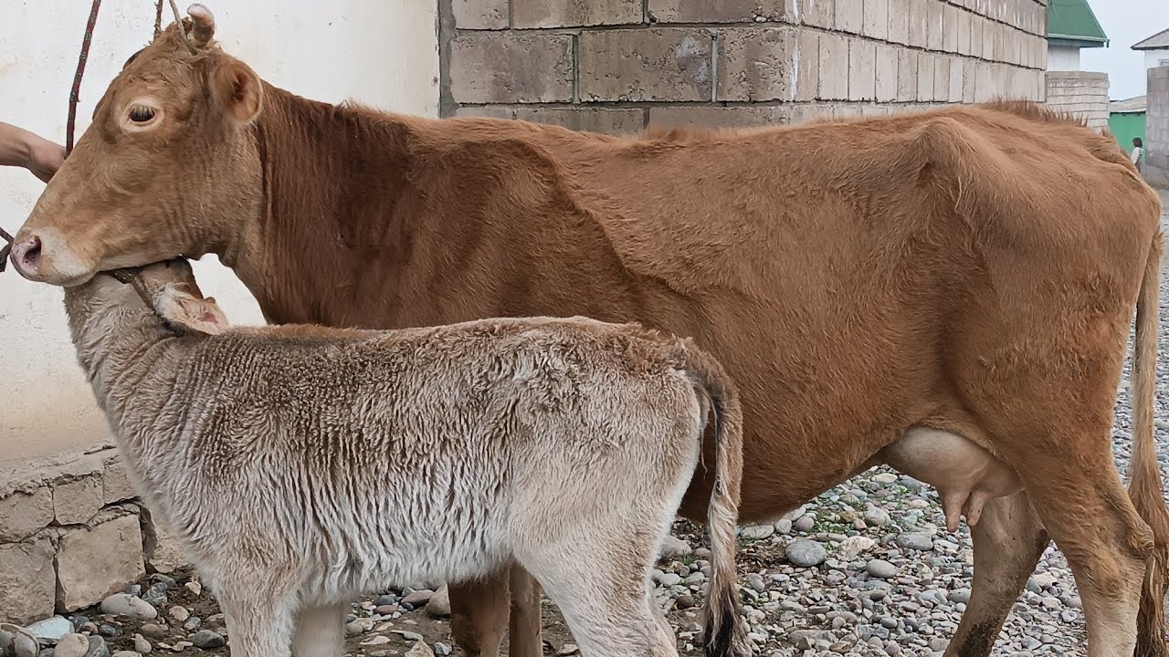 Ду сар гови букачадор бо нархи арзон тел 008.35.4747 навори тоза 9.02.2025