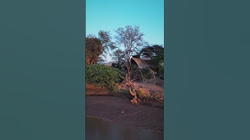 Unveiling Soroi Larsens Camp: An Exclusive Safari Oasis in Samburu
