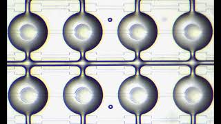 Mixing valve operation in microfluidic incubation chambers (microPAD)