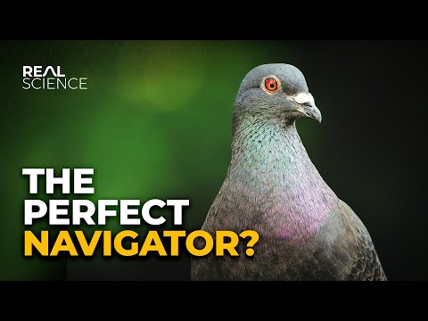 Wideo: Kiedy gołębie latają?