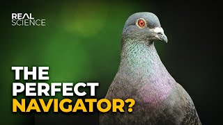 How Pigeons Always Find Their Way Home by Real Science 7 months ago 16 minutes 304,651 views