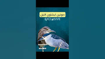صوتين لبلشون الليل 