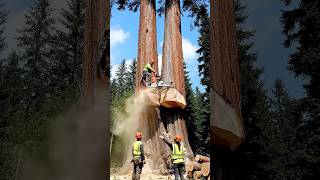 Lumberjack DangerMoments tree #oddlysatisfying #woodscraft #fyp #asmr #logging #usa