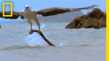Eagle vs. Sea Snake | National Geographic