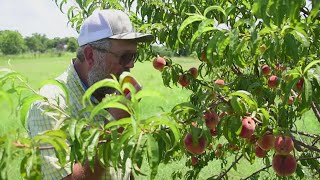 Parker County prepares to hold its annual Peach Festival. Here's what you need to know before you go