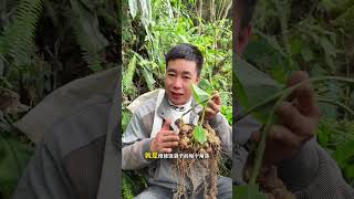 The Mysterious Back Snake: Do You Have One in Your Garden