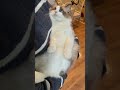 ラグドールが抱っこ好きって知ってる?#マカロンdaily #ラグドール #猫 #shorts #布偶猫 #cat #かわいい猫 #子猫