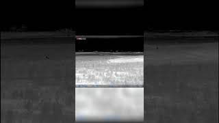 Full Auto vs Coyote #thermal  #coyotehunting #hunting #fullauto #thermalhunting