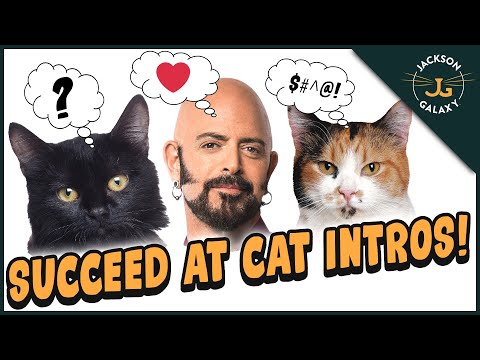 Video: Hoe moet ik mijn nieuwe kat introduceren in mijn bestaande kat?