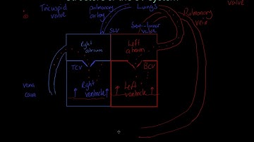 Edexcel GCSE PE - Structuur van het CV-systeem