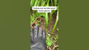 45 Testing out my bite proof snake gloves #venomoussnake #venomoussnakes #dangerous #herp #herping #