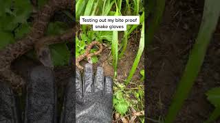 45 Testing out my bite proof snake gloves #venomoussnake #venomoussnakes #dangerous #herp #herping #