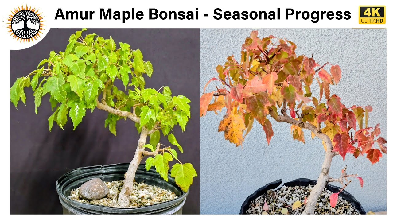 Бонсай из амурского клёна — сезонный прогресс