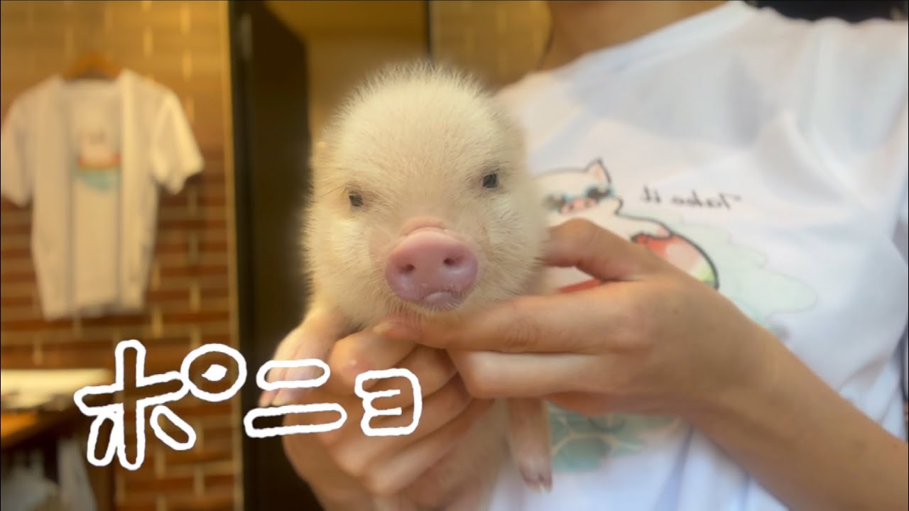 ポニョ - pignic cafe のマイクロブタ