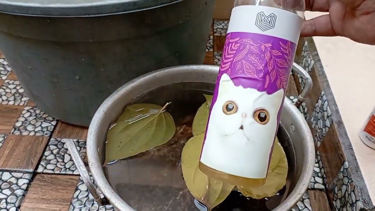 DAUN SIRIH BISA BUAT NGOBATI KUCING JAMURAN LHO