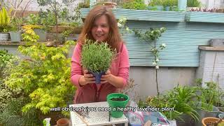 Planting Lavender and taking cuttings to grow more Lavender plants