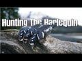 Hunting The Harlequin