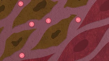 What are Magnetic Nanoparticles? | #Nanoscience featuring Diana Borca