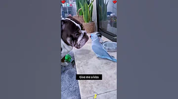 Dog And Bird Ilovemydog Funny Ilovemypet Funnyanimation Pets Loveyourpets 