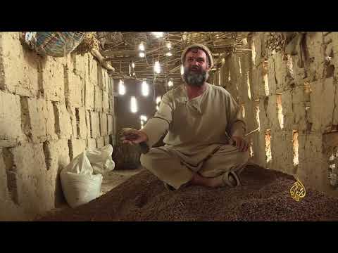 هذا الصباح- مزارعو العنب بأفغانستان يتطلعون لدعم الدولة