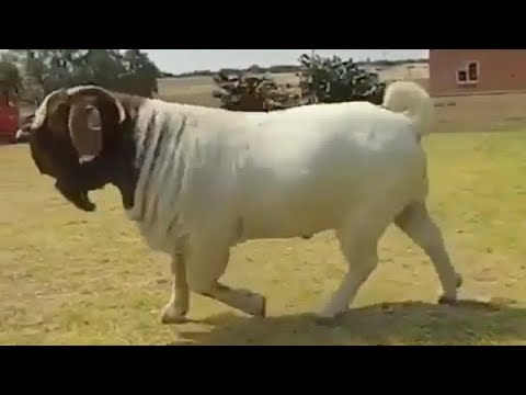 الماعز البور ماعز البورقوت البيور المعلومات الكاملة 