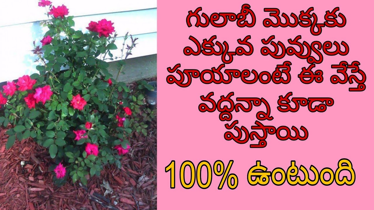 గులాబీ మొక్కలకు ఎక్కువ పూలు పూయాలంటే ఇవి వేస్తే వద్దన్నా కూడా పోస్తాయి || 100%   అస్సలు చేయకూడదు