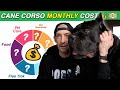 Monthly COST To Own a Cane Corso #canecorso #dog