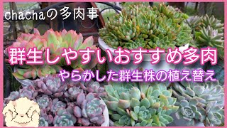多肉植物】強くて群生しやすいおすすめ多肉🌱夏にやらかした群生株の